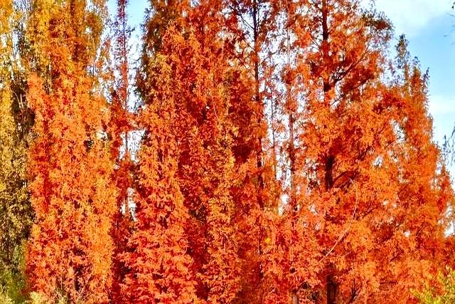 父母在人生尚有来处，父母去人生只剩归途。读懂这句话，需要多久