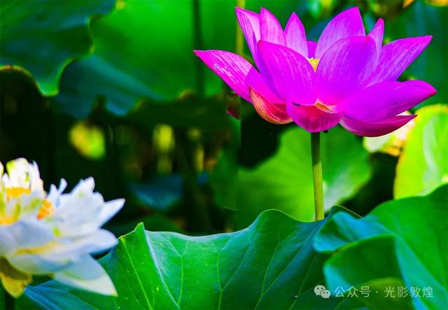 早晚凉风习习,敦煌党河风情线赏荷浪漫且惬意