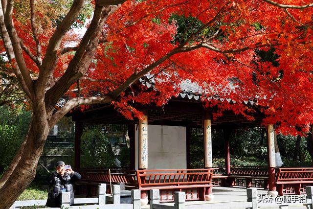 “枫”情万种，上海闵行红园枫叶色彩斑斓进入观赏季