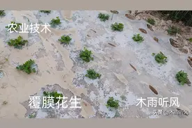 花生播种时间如何确定？花生播种的最佳时间是什么时候？图片
