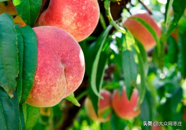 四季流转 多彩枣庄 | 红桃满枝红桃满枝