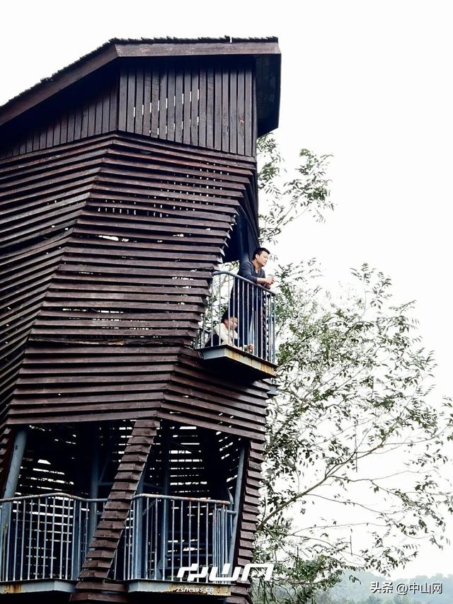 太出片啦！中山焦糖色「落羽杉」上线