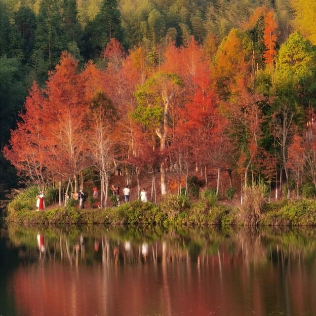 江西秋色藏不住！这8处红叶秘境惊艳了整个秋天！