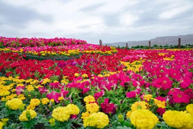 【白银文旅】九月凤园花海，黄河畔的紫色浪漫之约