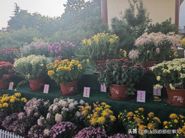 泰安：有一个城市园林，藏着1 眼泉水流芳千年，30个品种 600 盆秋菊