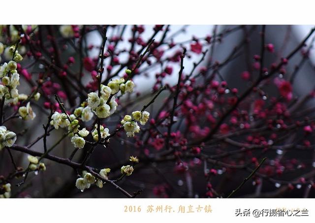 江南古镇行游影记（31）—甪直古镇（六）
