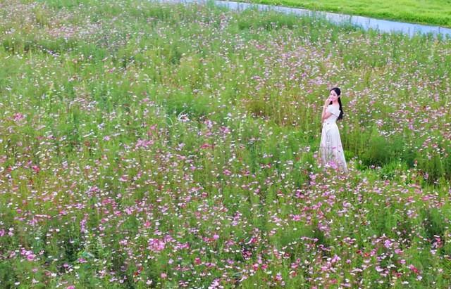格桑花开，河鲜正鲜！来高要这里，邂逅一场粉色浪漫~