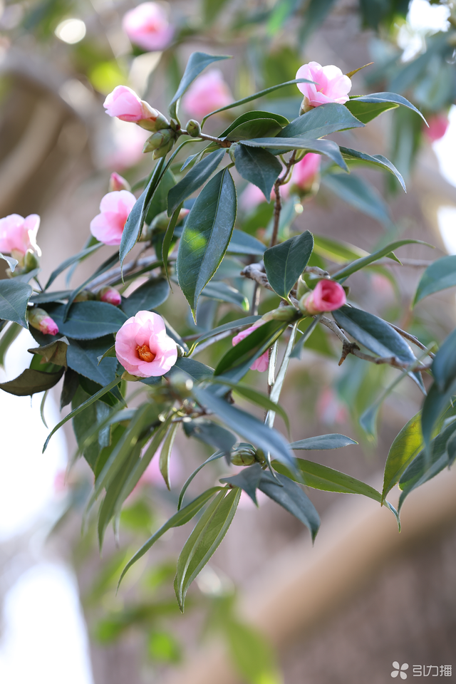 赏花寻幽！苏州多座园林的山茶迎来盛花期