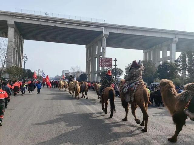 新疆骆驼队4个多月跨越3000公里行程即将画上句点：洛阳多部门定于明日在定鼎门举办欢迎仪式