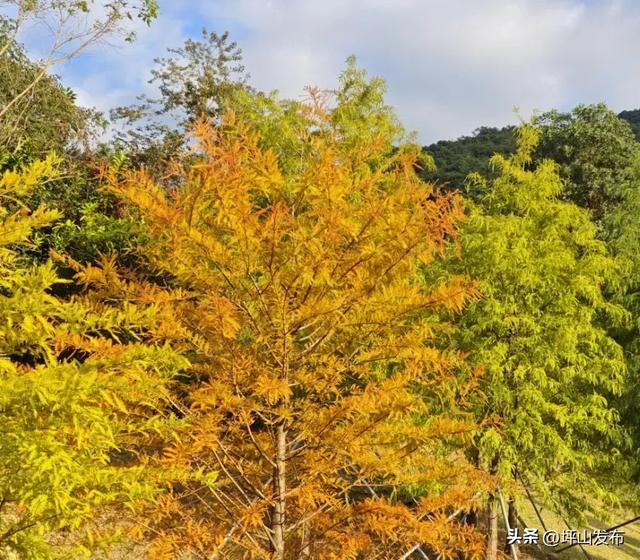 落羽杉红了！深圳坪山最浪漫的“美拉德季”如约而至