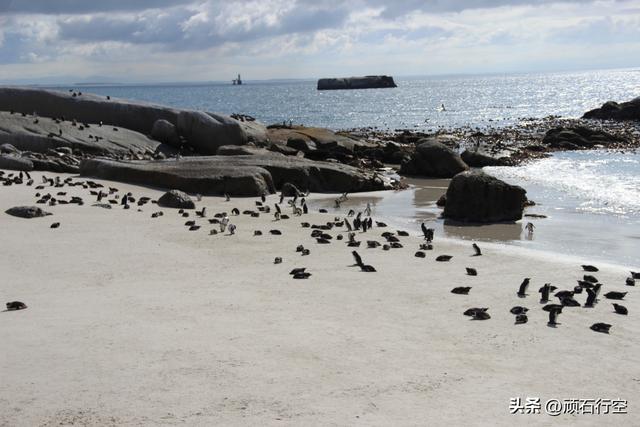 南部非洲：南非开普敦企鹅岛