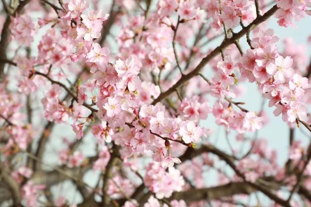 快来新津！成都最早最大面积樱花盛放！