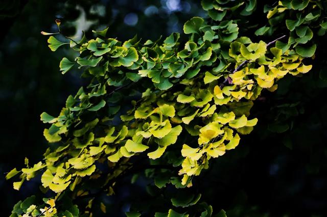 地坛银杏文化节明日开逛!秋日“赶集”天花板来啦→