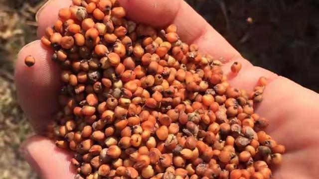 等不到大豆订单，特朗普再遭暴击，中方不买高粱，450亿窟窿要补