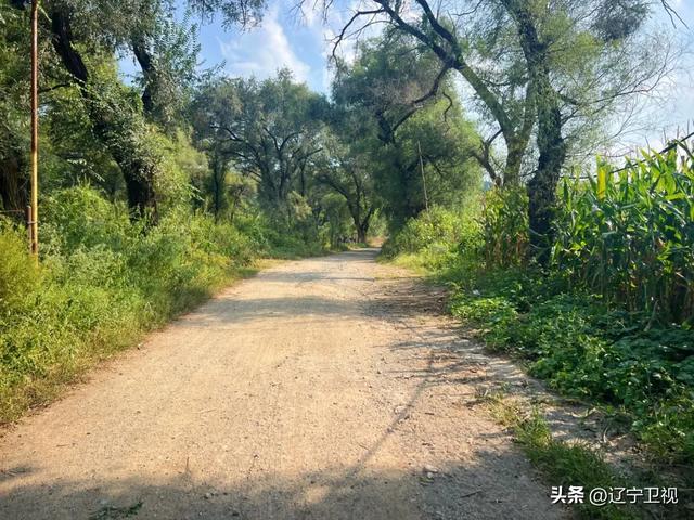 安利给所有徒步小白！沈阳出发1小时车程，解锁一片绝美秋色，走走停停超惬意~
