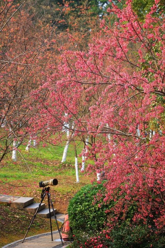 赏花何必等春！这个冬天，成都花儿都开men了→