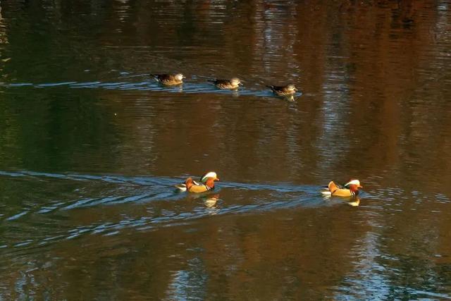 免费！无锡“巨无霸”公园火了