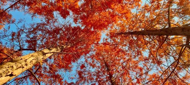 寻美薛城丨斑斓醉人！水杉披“红装”，冬日里的诗意画卷！