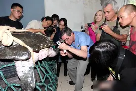 全球只剩2只了！还全都是公的，我国仅剩一只该如何进行有效繁殖图片