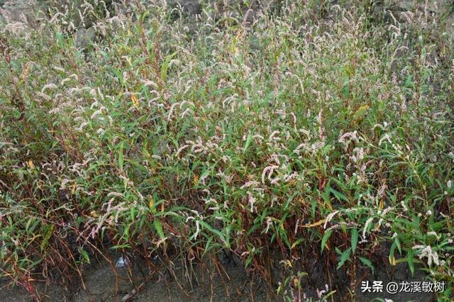 捻军骚乱之后，戴维看到的天津现状