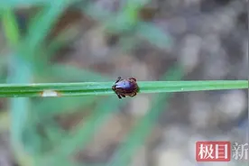 湖北疾控提醒：这个虫子需当心图片