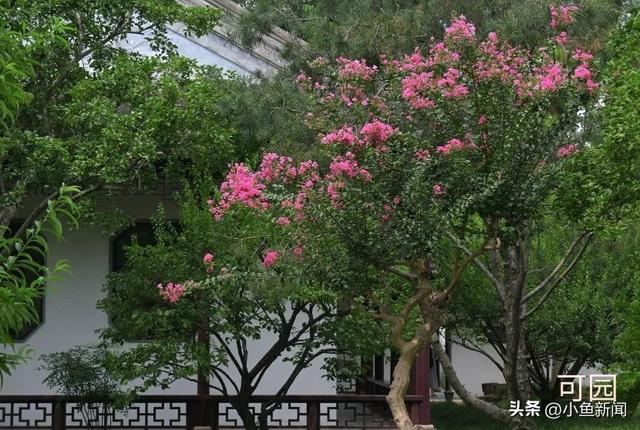 谁说夏天没花看？苏州园林偷偷美翻了！