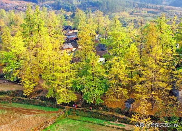 南方四境藏金秋：四大银杏秘境的温柔时光