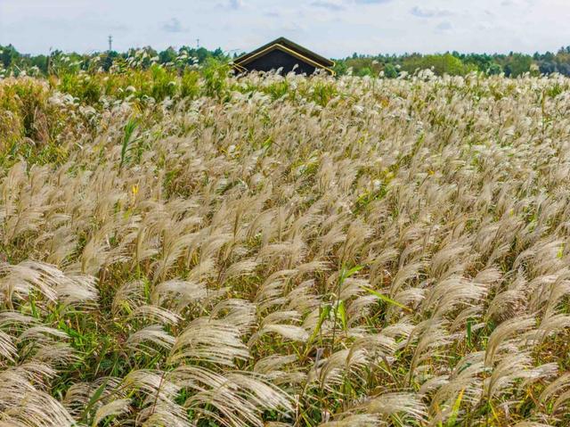 芦花如雪，杭州湾湿地开启“白色浪漫季”