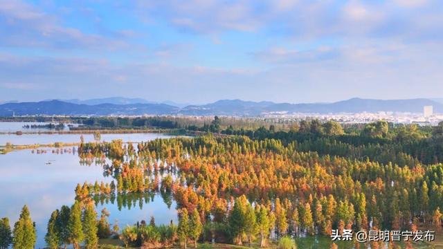 滇池南岸：水杉染秋意 湿地如画卷