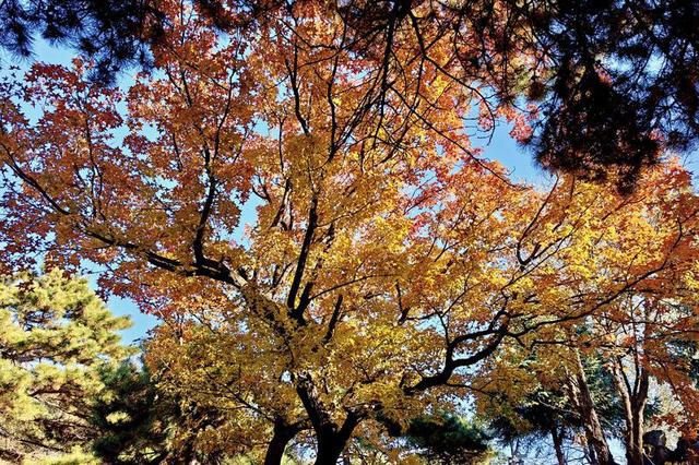 “枫”景如画！解锁伪满皇宫博物院的深秋诗意