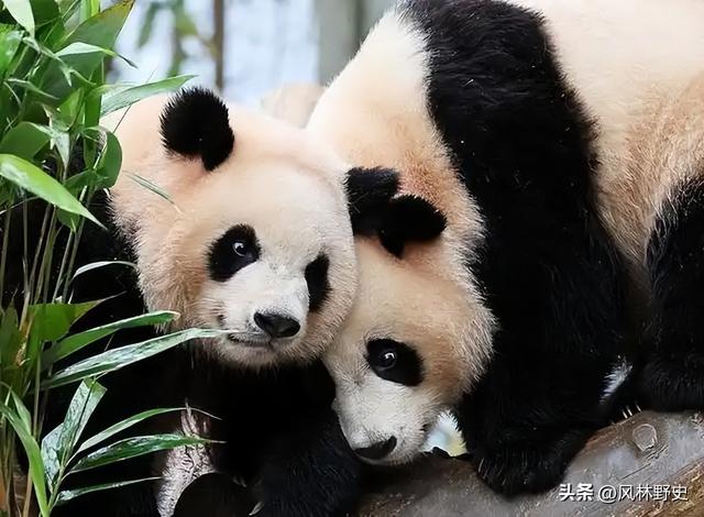 中方制裁不到24小时，日本对华提了个请求：希望能再给几只大熊猫