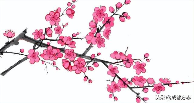 成都这波“梅”景太出片，错过再等一年~