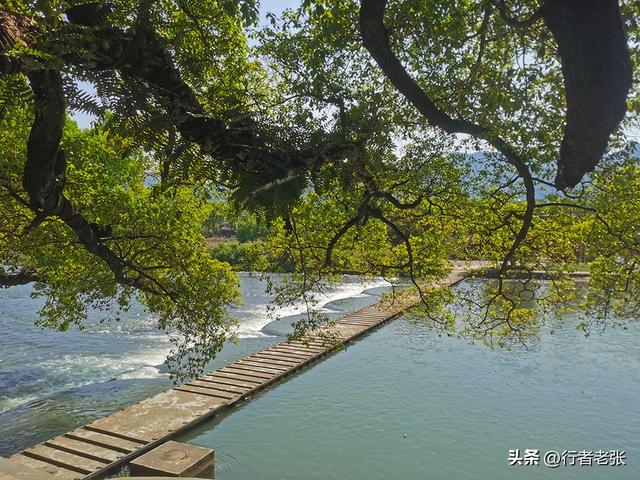 福建福安，穆水之阳，一座原汁原味的千年古镇，百年古树群最美
