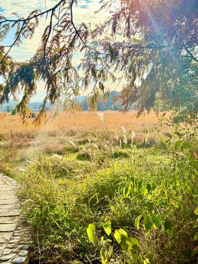 追着晚秋(黟县宏村镇塔川村)