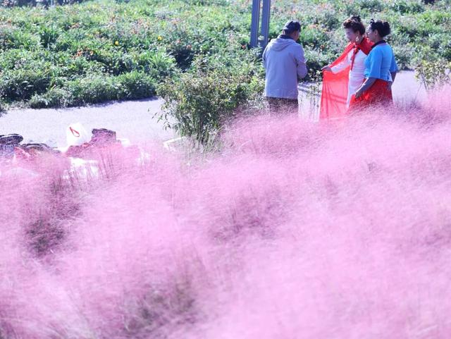 速来打卡！石家庄的秋，也可以如此浪漫！