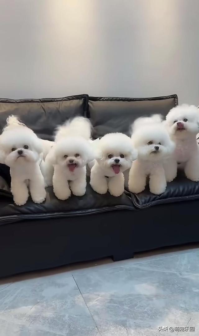 女子养一群小动物，邻居以为是富婆，知道真相后都哭了