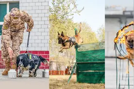 【军视界】汪汪队出击！看四脚战士的超强战斗力！图片