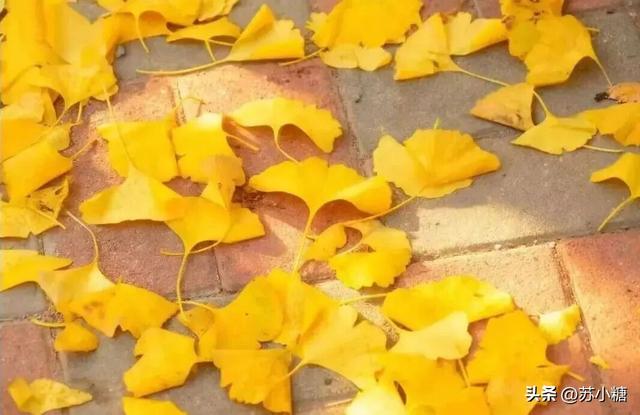 【石家庄】河北经贸大学银杏节预览，随手一拍都是壁纸