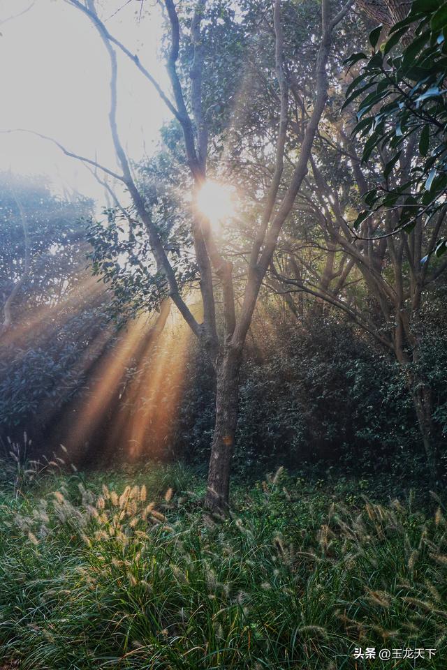 晨光与深呼吸：在同里湿地公园的万步悠然