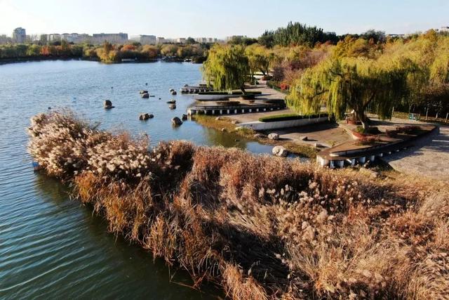 芦花飞雪！比人高+多机位！青岛氛围感芦苇荡初冬打卡地
