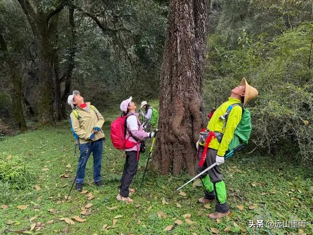 徒步武定香水箐，赏野草香飘、听溪流淙淙，徜徉绿水青山中，惬意