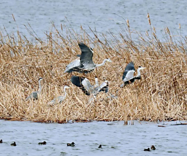 西溪在西，江海在东，组成了“杭州湿地双璧”