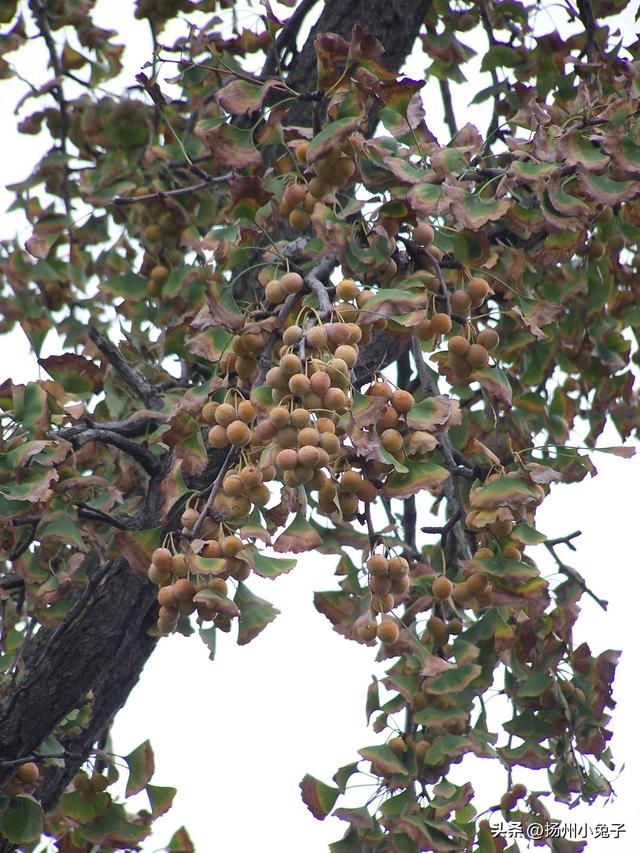 扬州，什么季节最美？