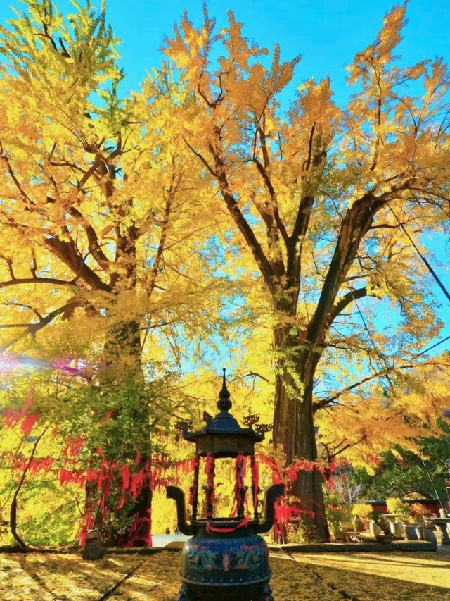 邓云乡 || 燕京乡土记——玉泉山