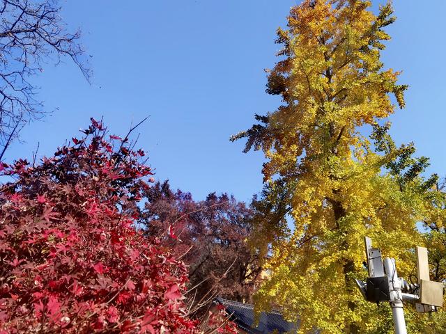 浙江:千年“银杏皇后”在长兴