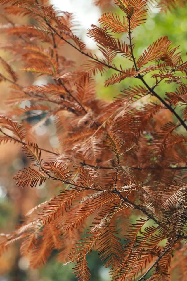 郫都水杉红了!抱着手机猛拍,被这限定美景狠狠惊艳