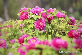 沉浸式赏花！中国国花园打造赏花木栈道，实现“人在花中游”图片