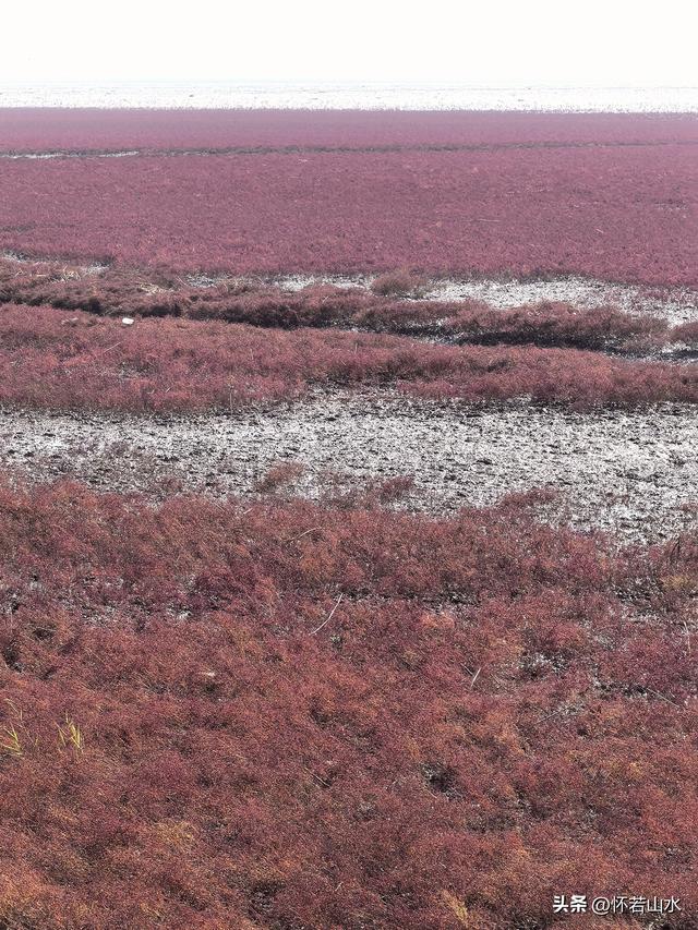 2025辽宁赏秋之旅日记(5)——从本溪前往盘锦 游览红海滩景观