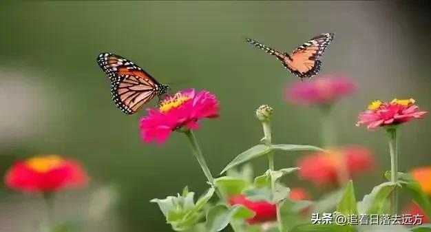 我搭伙过3个女人，发现女人过了55岁还找男人，无非就3个原因