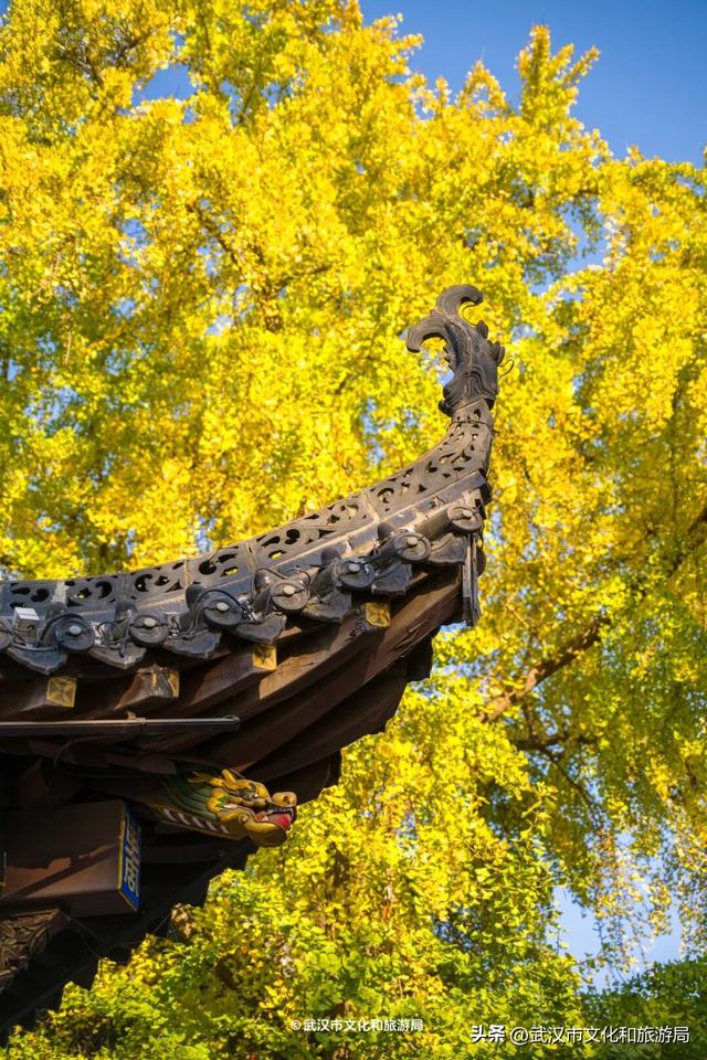 限时绝美！武汉街头颜值巅峰，地铁直达